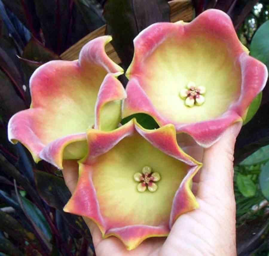 Hoya lauterbachii   fleur géante (fleur de porcelaine, fleur de cire)- taille pot de 2 litres - 20/40 cm