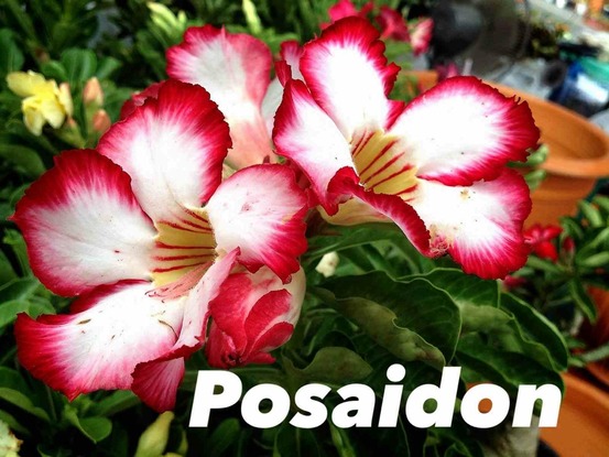 Adenium obesum cv. Posaidon caudex d'environ 150g