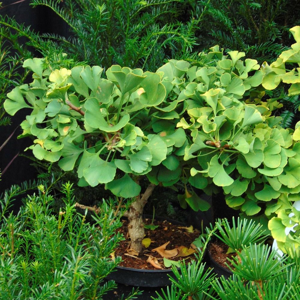 Arbre aux 40 écus 'troll' pot de 2l/3l