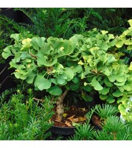 Arbre aux 40 écus 'troll' pot de 2l/3l