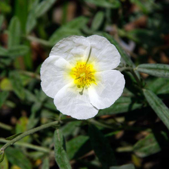 6 x hélianthème 'the bride' - helianthemum 'the bride' - godet 9cm x 9cm