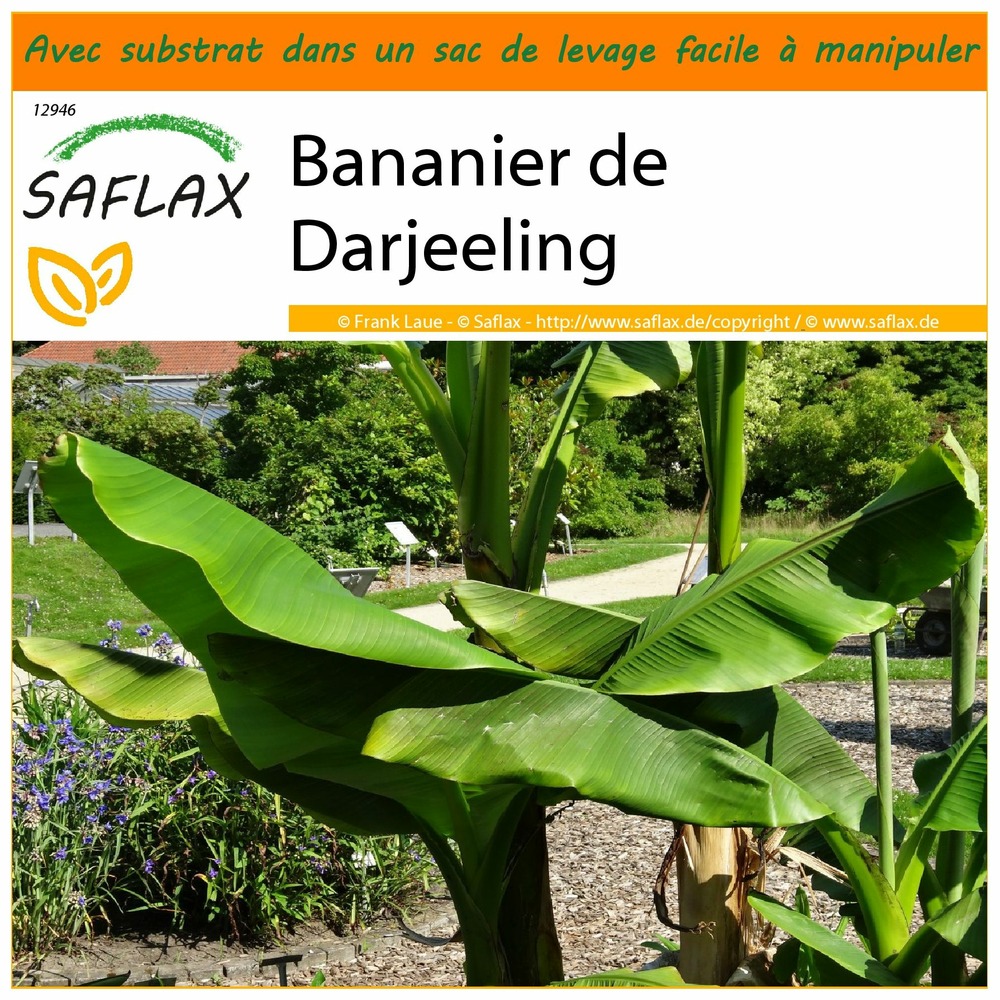 Garden in the bag - bananier de darjeeling - 5 graines - musa sikkimensis