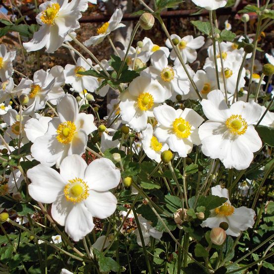Anémone du japon 'honorine jobert' pot de 2l/3l