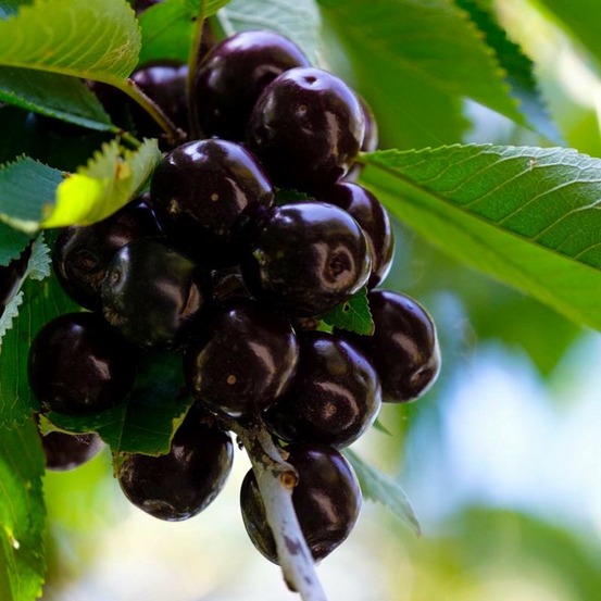 Cerisier bigarreau 'noir de meched' (prunus avium 'noire de meched')