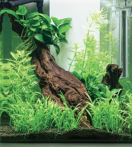 Décor végétal aquarium 