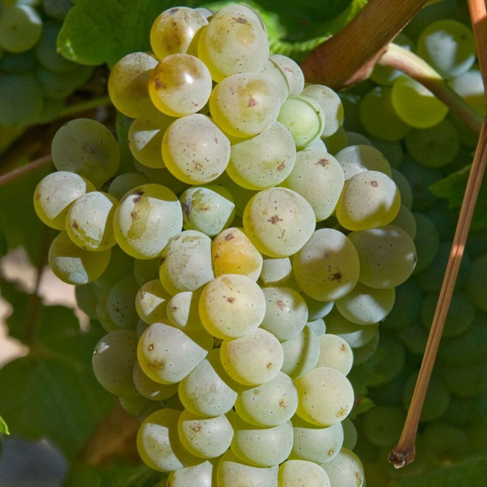 Vigne chasselas doré, vigne de table pot de 2l - 60 cm