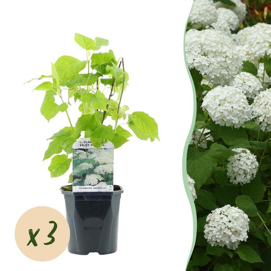 Hortensia 'annabelle' - lot de 3 - pot 17 cm - hauteur 50 cm - plante d'extérieur