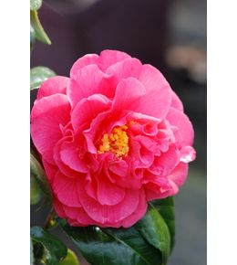 Camélia 'benikarako' - en pot de 1 litre