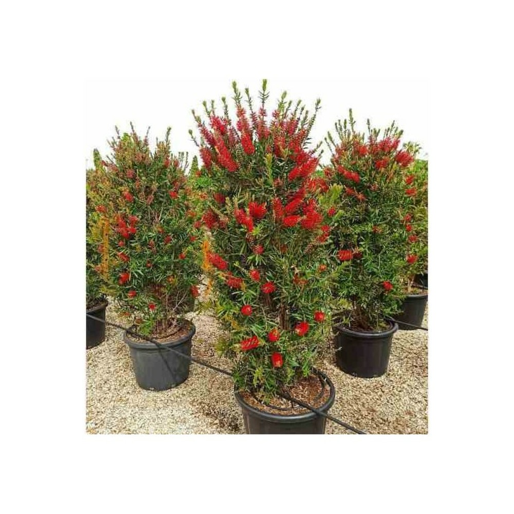 Callistemon citrinus cv. Splendens (rince bouteille) pot de 7 litres - 40/60 cm