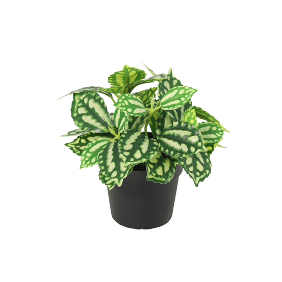 Ice water plante artificielle - h8 cm - ø9 cm