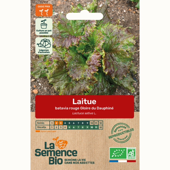 Laitue batavia rouge gloire du dauphiné - graines bio