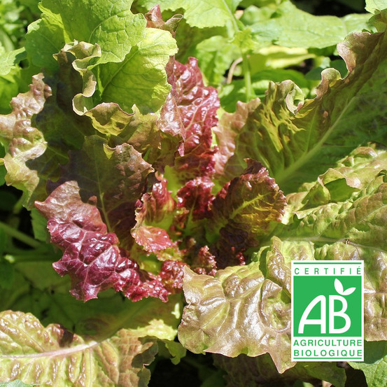 Graines de laitue romaine rouge oseille du diable - sans traitement sachet
