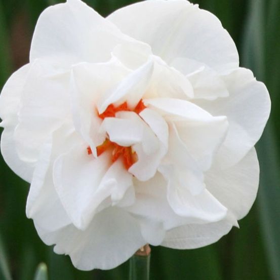 Narcisse à fleurs doubles 'acropolis' bulbe calibre 12+ (par 10)