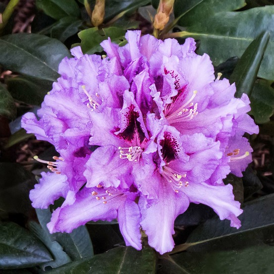 Rhododendron 'kabarett' pot de 4l/5l