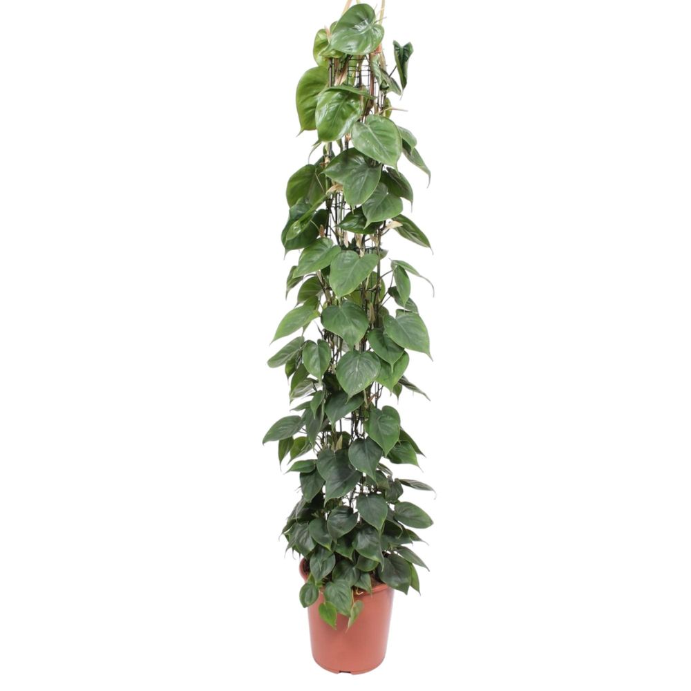 Philodendron green wonder - plantes d'intérieur