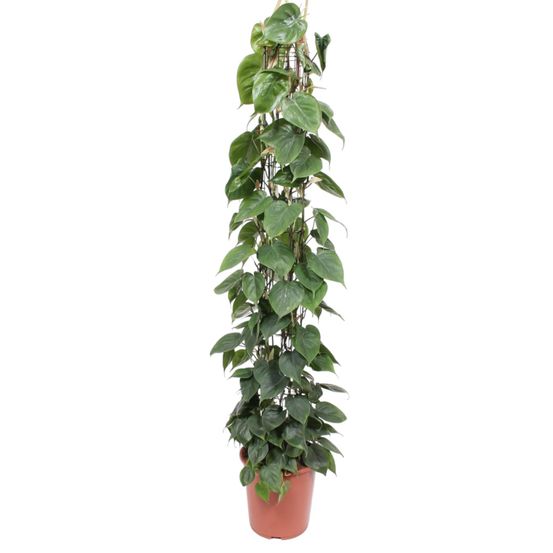 Philodendron green wonder - plantes d'intérieur