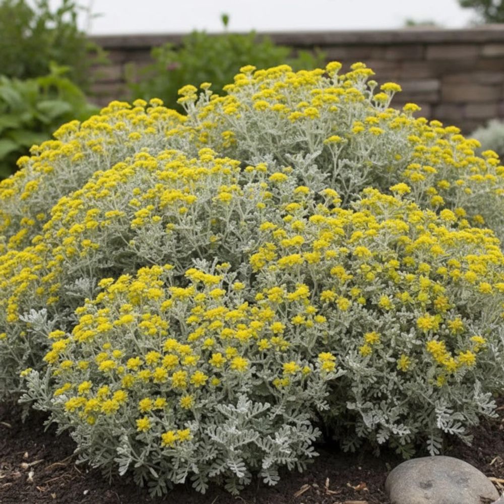 Germandrée jaune godet - 5/20 cm