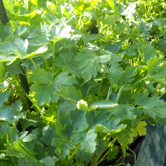 Persil 'géant d'italie' pot de 1l/1,5l