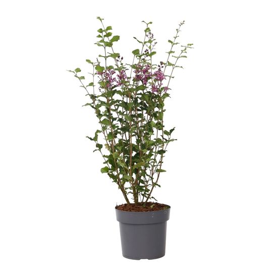 Lilas remontant - syringa 'bloomerang' - hauteur 55-65cm - ⌀19cm