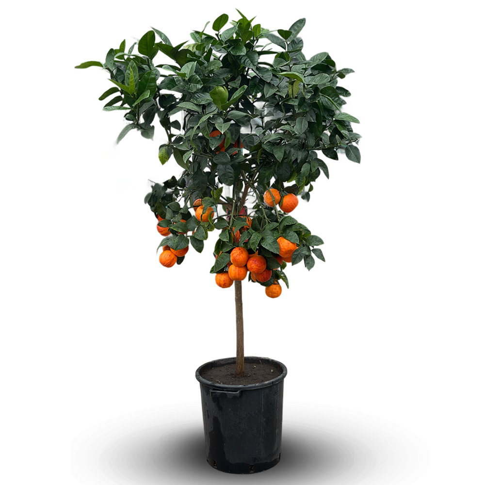 Oranger arcobal - citrus meyer sinensis - agrume méditerranéen - arbre fruitier - 170-190 cm - ⌀ 35 cm
