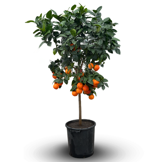 Oranger arcobal - citrus meyer sinensis - agrume méditerranéen - arbre fruitier - 170-190 cm - ⌀ 35 cm