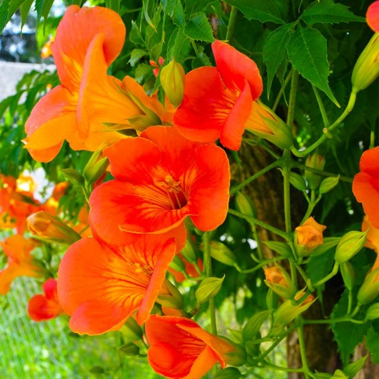 Bignone 'grandiflora' (campsis 'grandiflora')