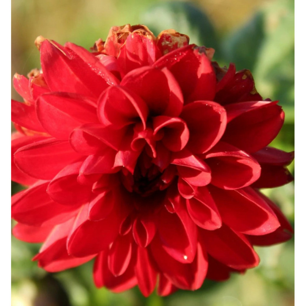 Bulbe de dahlia décoratif bacchanal sachet de 1 bulbe