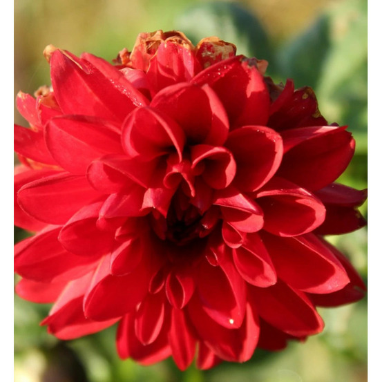 Bulbe de dahlia décoratif bacchanal sachet de 1 bulbe