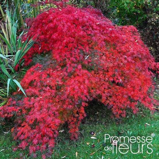 Érable du japon 'emerald lace' pot de 7,5l/10l