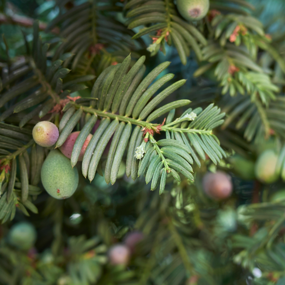 If commun - taxus baccata 30cm racines nues