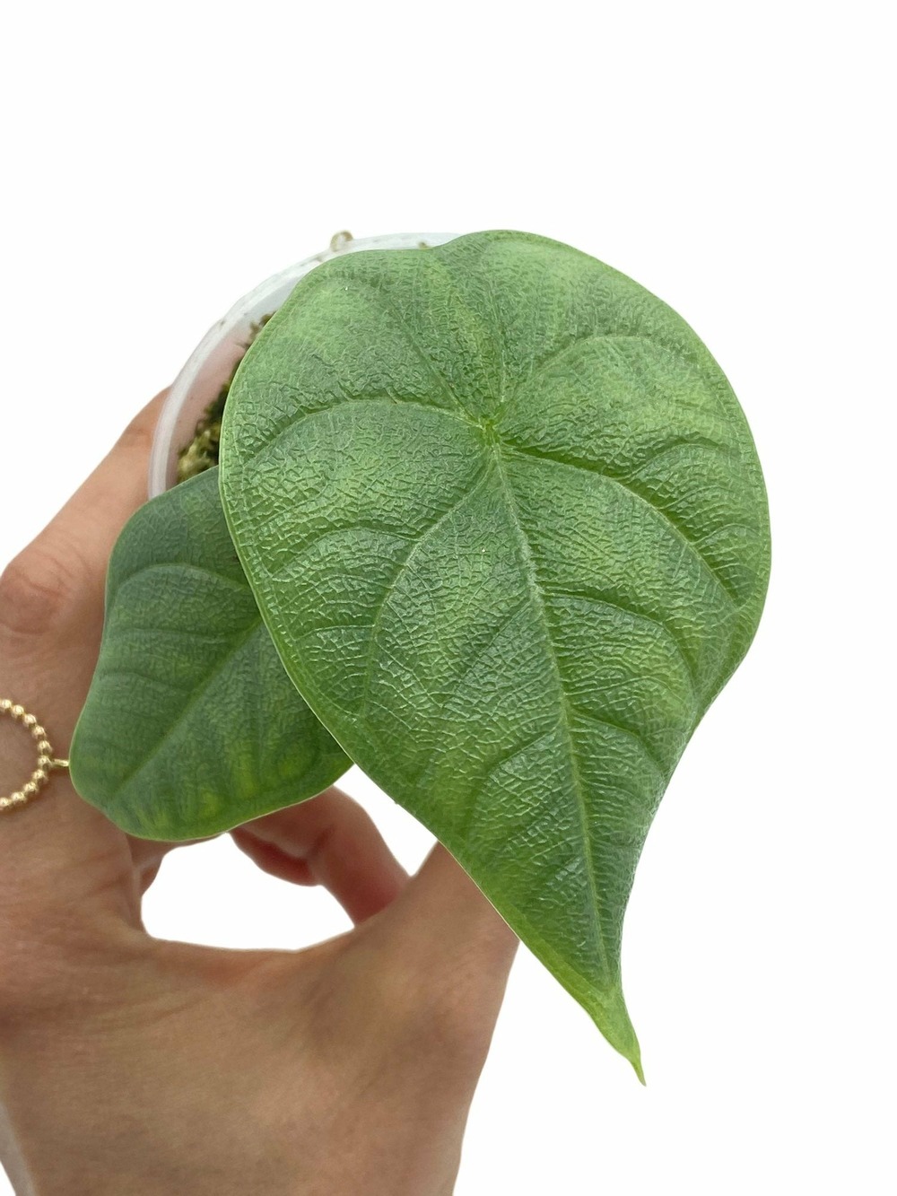 Alocasia melo - pot de 6cm