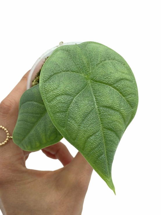Alocasia melo - pot de 6cm