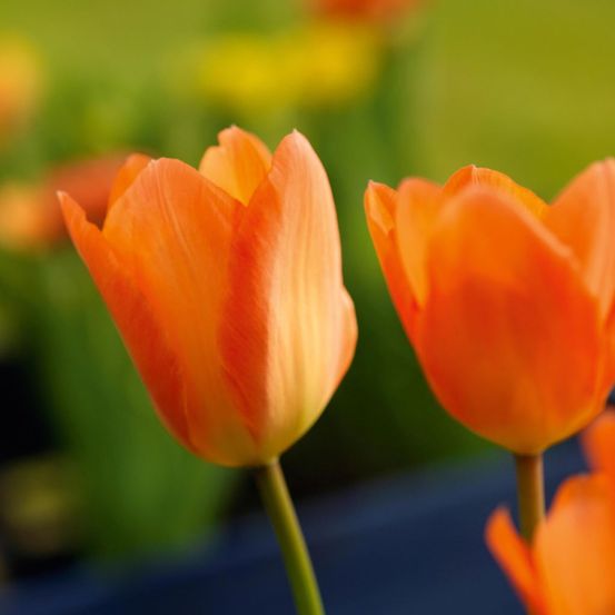 Tulipe fosteriana 'orange emperor' bulbe calibre 12+ (par 10)