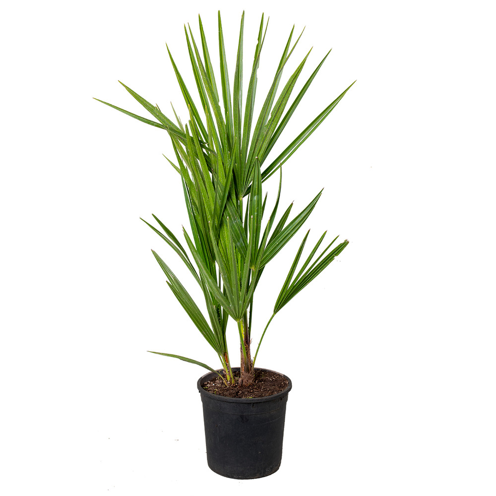 Chamaerops humilis - palmier nain européen - palmier rustique - hauteur 40-50 cm - pot 15 cm
