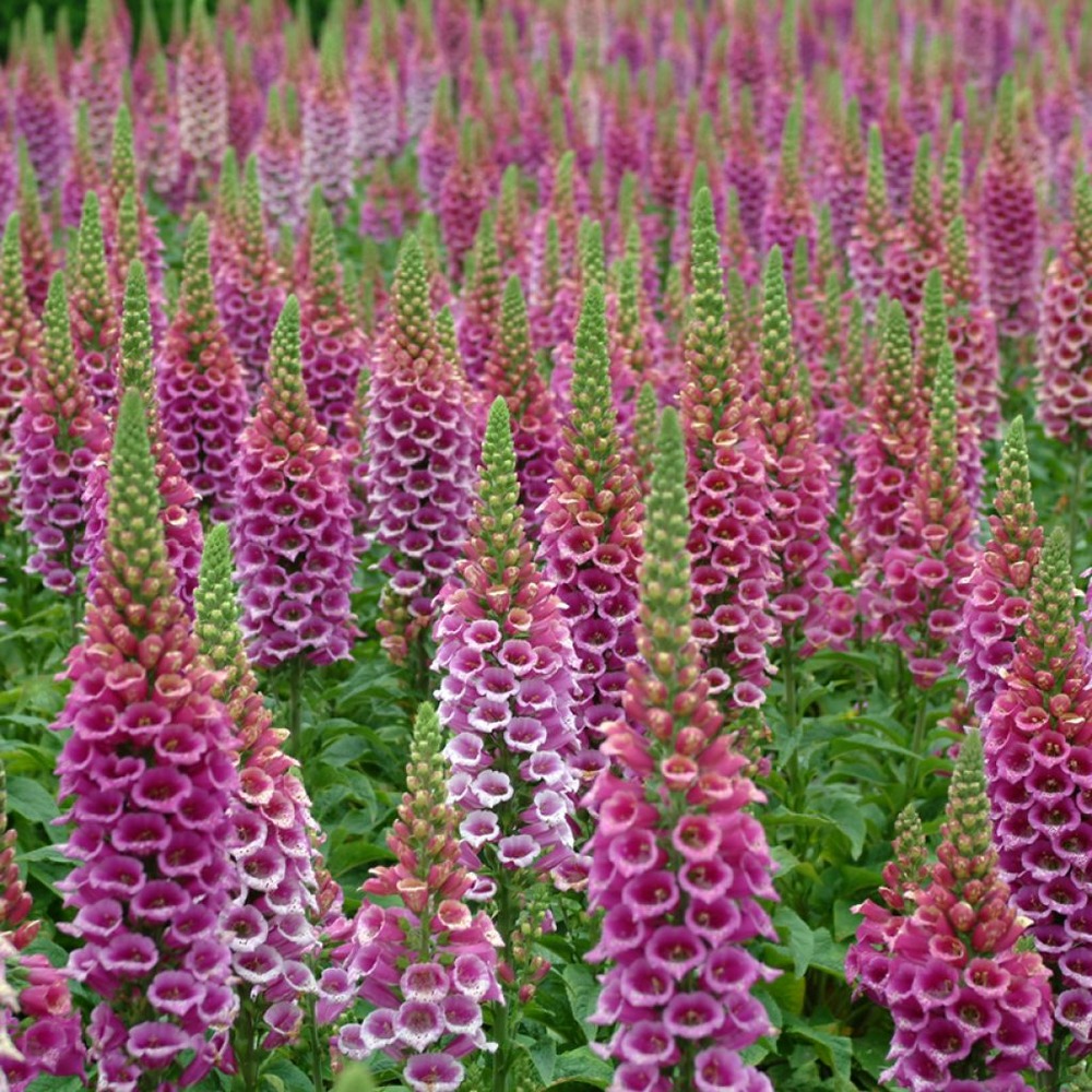 Digitale, gant de notre dame 'candy mountain' le sachet de 30 graines environ