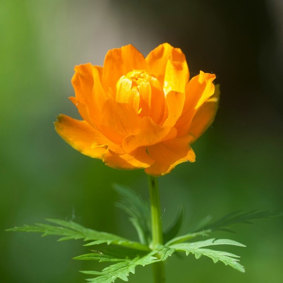 Trollius asiaticus godet de 8/9 cm