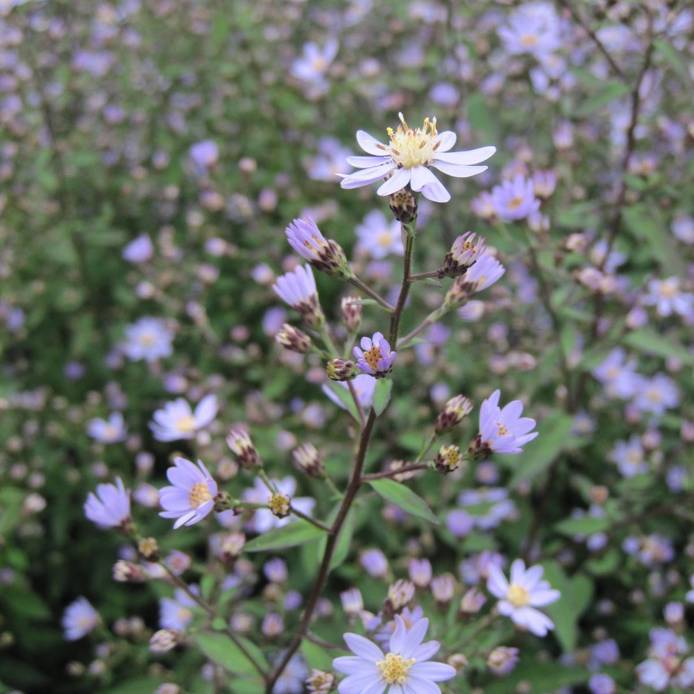 Aster à feuilles en coeur 'blütenregen' godet de 8/9 cm