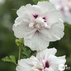 Hibiscus china chiffon c.4l