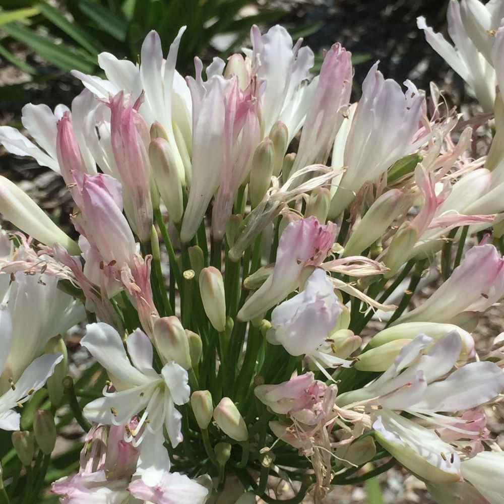 Agapanthe 'strawberry ice' pot de 2l/3l