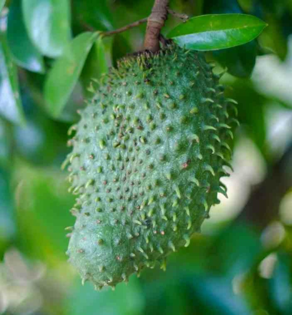 Annona muricata (corossole)- pot de 2 litres - 30/50 cm
