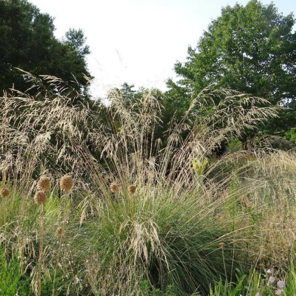 Stipa splendens godet - 5/20 cm