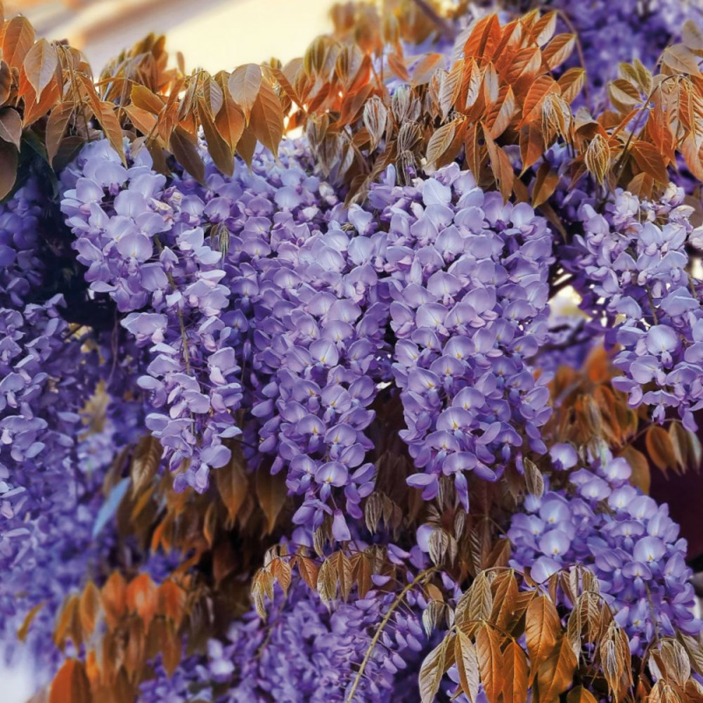 Glycine de chine blue line® 'copper leo' pot de 3l - echelle bambou 60/120 cm