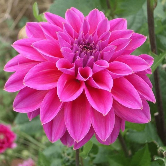 Dahlia bleu bell pétales larges - bulbes
