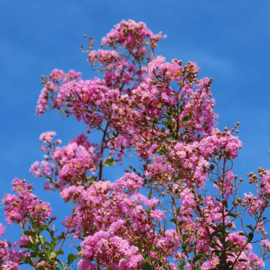 Lilas des indes soir d'été® 'dessoi 062', lagerstroemia pot de 15 l - 100/120 cm