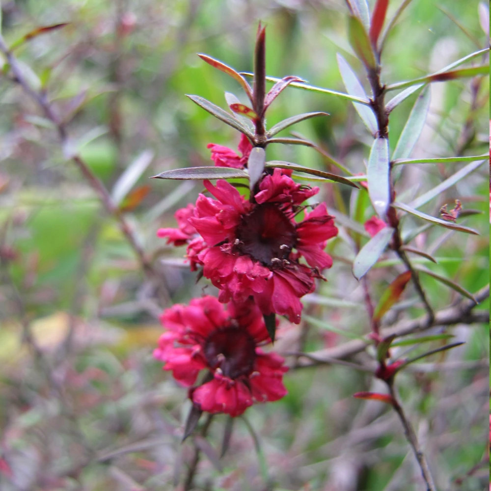 Leptospermum red damask, arbre à thé pot de 3l - 20/40 cm