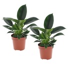 Philodendron 'princesse verte' - set de 2 - pot 12cm - hauteur 20-30cm