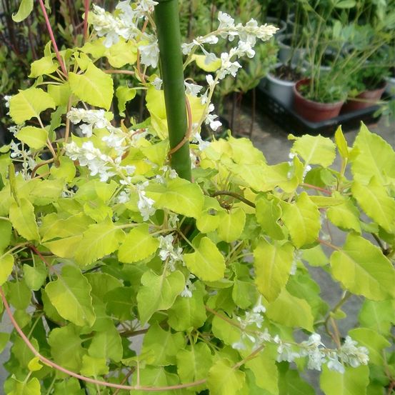 Renouée gripante 'summer sunshine' pot de 1,5l/2l
