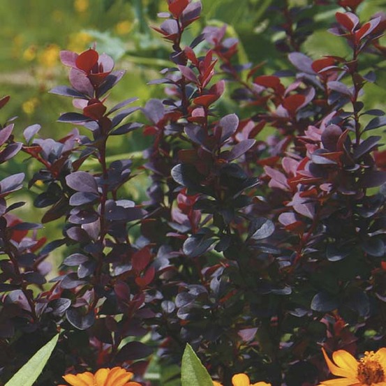 Épine-vinette de thunberg 'bagatelle' pot de 2l/3l
