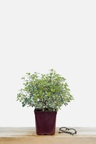 Pittospore 'variegatum' - en pot de 3 litres