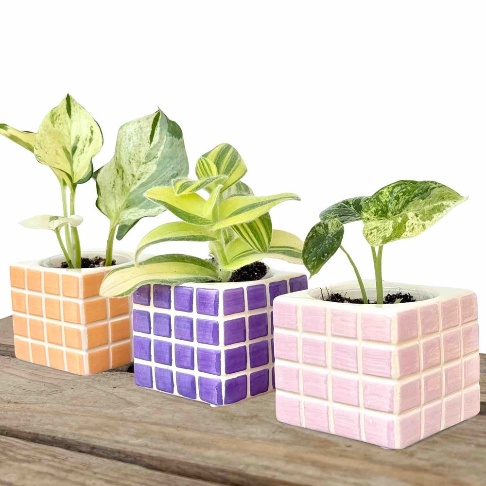 Cache-pot 